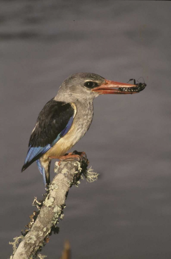 Kenya Grey-hooded kingfisher on limb